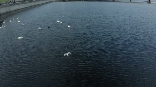 Белые лебеди на воде. Воздушная стрельба — стоковое видео