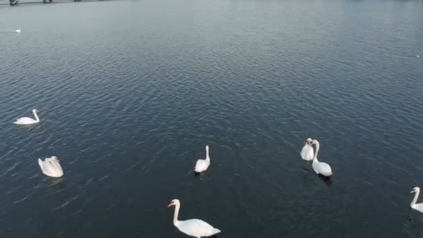 Cisnes brancos na água. Tiro aéreo — Vídeo de Stock