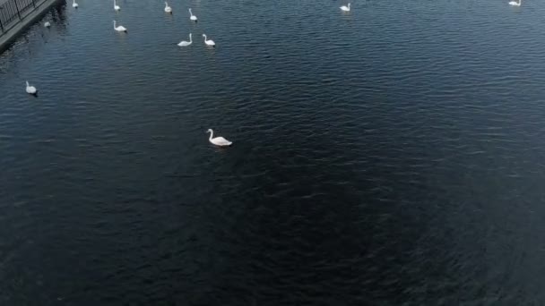Белые лебеди на воде. Воздушная стрельба — стоковое видео