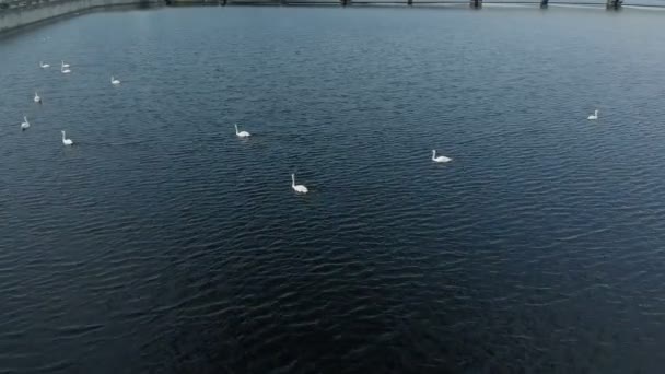 Білі лебеді на воді. Повітряна стрільба — стокове відео