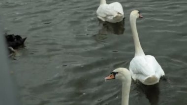 Suda beyaz kuğular. 