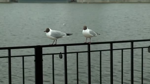 Les goélands sont assis sur une clôture de fer près de l'eau. Environnement urbain — Video
