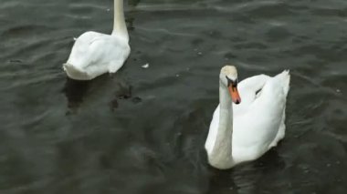 Suda beyaz kuğular. 
