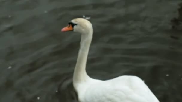 Bílé labutě na vodě. — Stock video