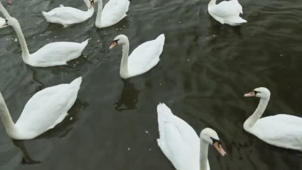 Fehér hattyúk a vízen. — Stock videók