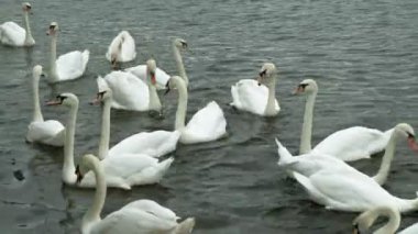 Suda beyaz kuğular. 