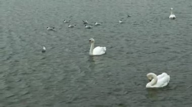 Suda beyaz kuğular. 