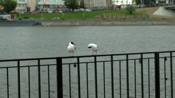 Meeuwen zitten op een ijzeren hek in de buurt van het water. Stadsmilieu — Stockvideo