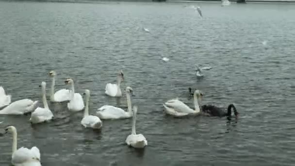 Weiße Schwäne auf dem Wasser. — Stockvideo