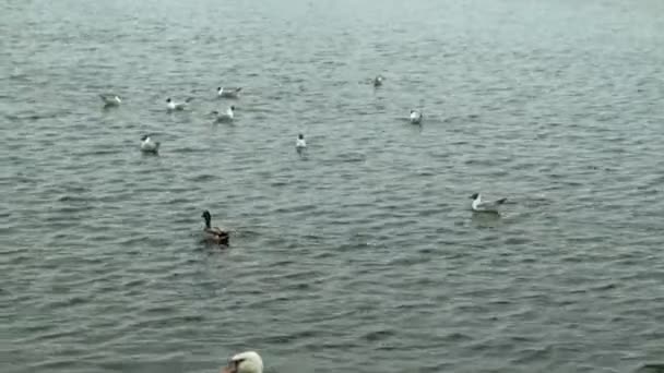 Cygnes blancs sur l'eau. — Video