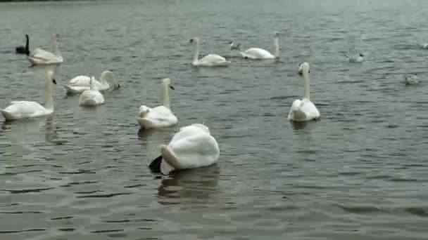Белые лебеди на воде. — стоковое видео