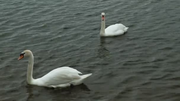 Witte zwanen op het water. — Stockvideo