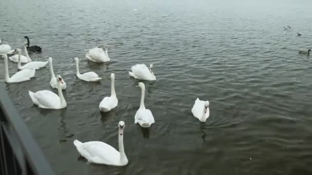 Білі лебеді на воді . — стокове відео