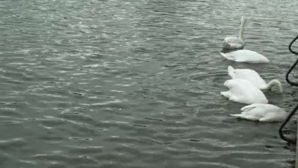 Witte zwanen op het water. — Stockvideo