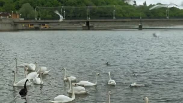 Weiße Schwäne auf dem Wasser. — Stockvideo