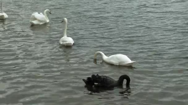 Cisnes blancos en el agua. — Vídeos de Stock