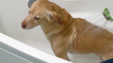 Kadın banyoda bir köpeği yıkıyor. Hayvan bakımı