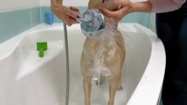 Kadın banyoda bir köpeği yıkıyor. Hayvan bakımı