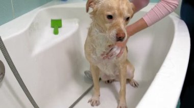 Kadın banyoda bir köpeği yıkıyor. Hayvan bakımı