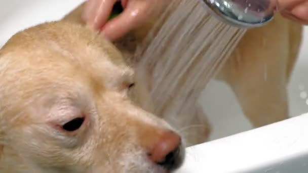 Женщина моет собаку в ванной. Уход за животными — стоковое видео