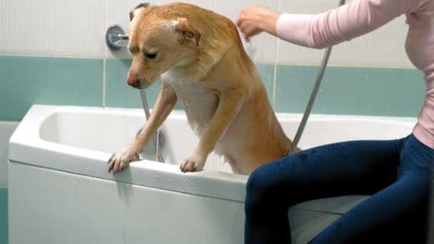 La mujer lava un perro en el baño. Cuidado de mascotas — Vídeos de Stock