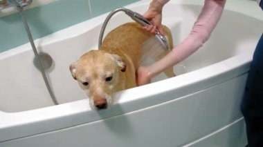 Kadın banyoda bir köpeği yıkıyor. Hayvan bakımı