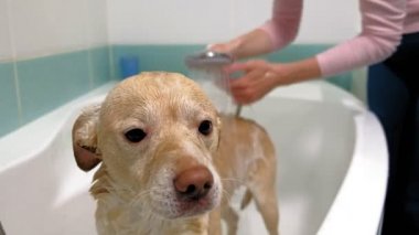 Kadın banyoda bir köpeği yıkıyor. Hayvan bakımı