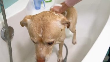 Kadın banyoda bir köpeği yıkıyor. Hayvan bakımı