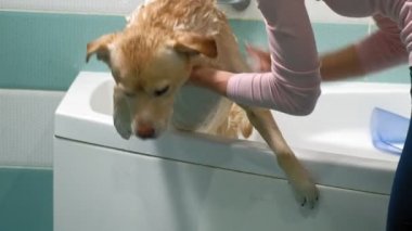 Kadın banyoda bir köpeği yıkıyor. Hayvan bakımı