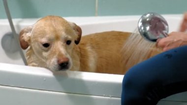 Kadın banyoda bir köpeği yıkıyor. Hayvan bakımı