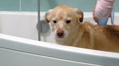 Kadın banyoda bir köpeği yıkıyor. Hayvan bakımı