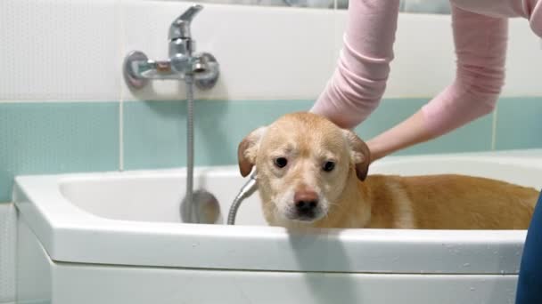 Femme lave un chien dans la salle de bain. Soins des animaux — Video