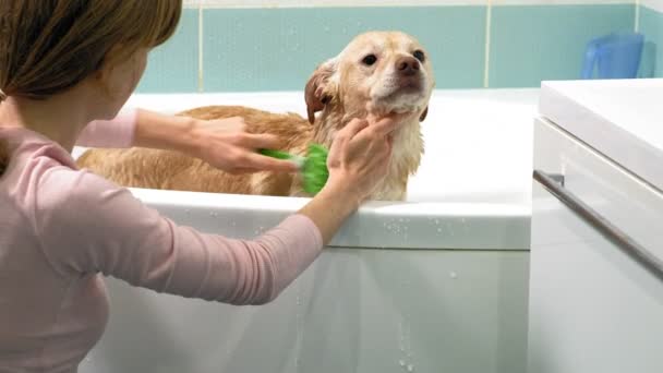 La mujer lava un perro en el baño. Cuidado de mascotas — Vídeo de stock