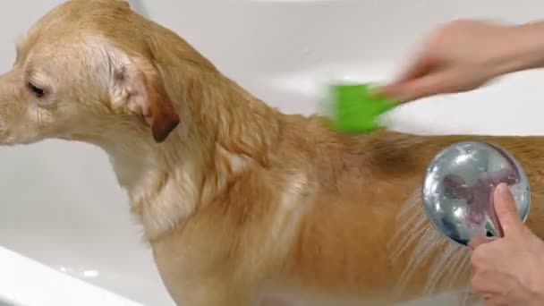 Een vrouw wast een hond in de badkamer. Huisdierverzorging — Stockvideo