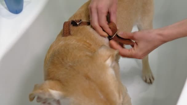 Kadın banyoda bir köpeği yıkıyor. Hayvan bakımı