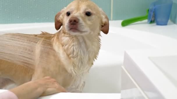 Жінка миє собаку у ванній. Догляд за тваринами — стокове відео