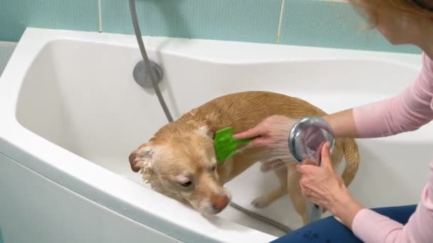 Frau wäscht Hund im Badezimmer. Haustierpflege — Stockvideo