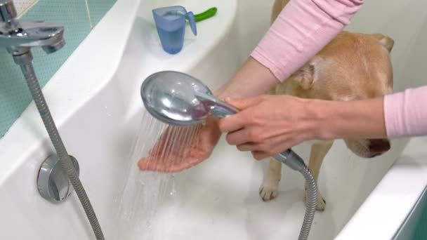 Woman washes a dog in the bathroom. Pet care — Stock Video