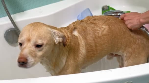 A mulher lava um cão na casa de banho. Cuidados com animais — Vídeo de Stock