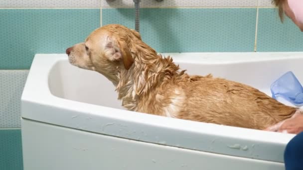 女性はバスルームで犬を洗う。ペットケア — ストック動画