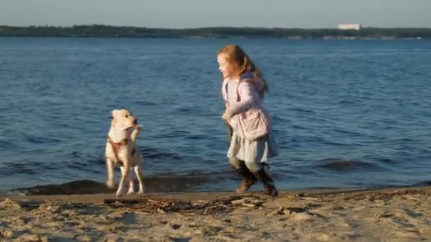 Menina menina pré-escolar brincando com um cão labrador marrom na praia. Verão de primavera ou frio — Vídeo de Stock