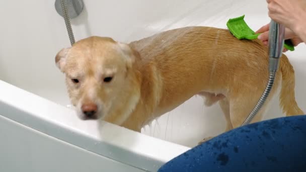 女人在浴室里洗狗. 宠物狗护理 — 图库视频影像
