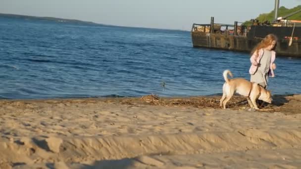 Meisje Preschool meisje spelen met een bruine Labrador hond op het strand. Lente of koude zomer — Stockvideo