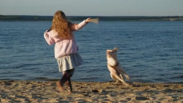 Flicka förskola flicka leker med en brun Labrador hund på stranden. Vår eller kall sommar — Stockvideo