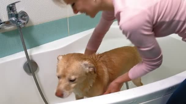 Frau wäscht Hund im Badezimmer. Haustierpflege — Stockvideo