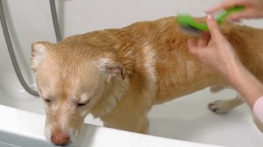 Kadın banyoda bir köpeği yıkıyor. Hayvan bakımı