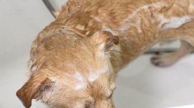 Kadın banyoda bir köpeği yıkıyor. Hayvan bakımı