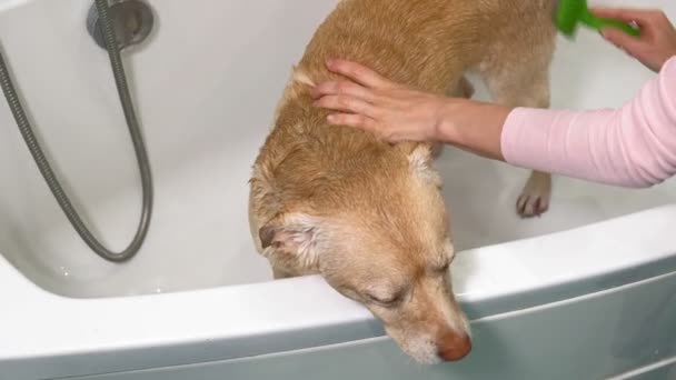 Een vrouw wast een hond in de badkamer. Huisdierverzorging — Stockvideo