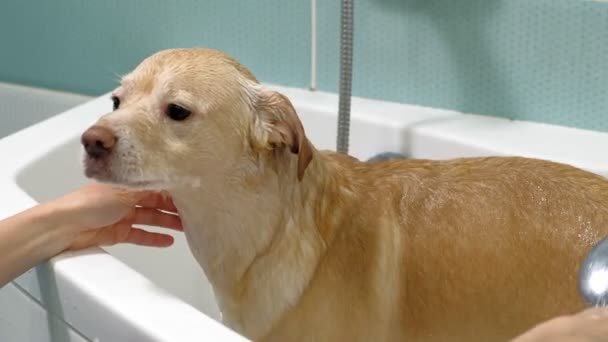 La mujer lava un perro en el baño. Cuidado de mascotas — Vídeos de Stock