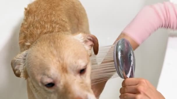 Een vrouw wast een hond in de badkamer. Huisdierverzorging — Stockvideo